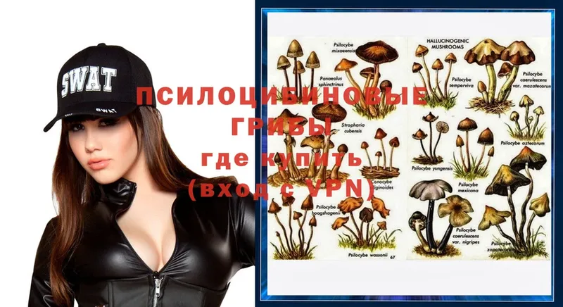 Галлюциногенные грибы Psilocybe  как найти закладки  Северск 